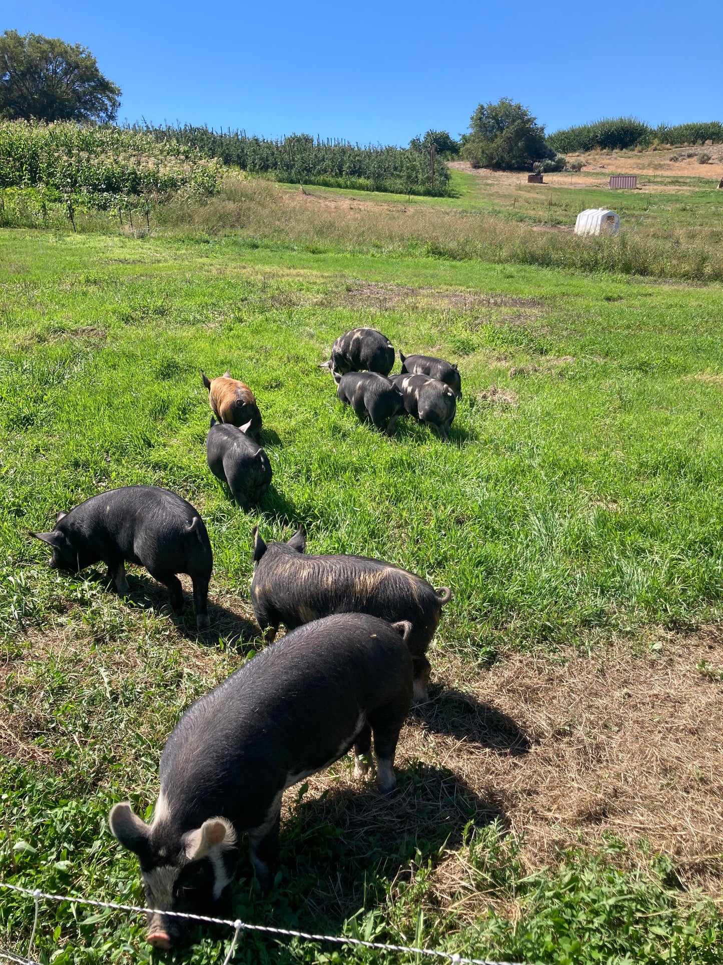 Registered Breed Quality Stock