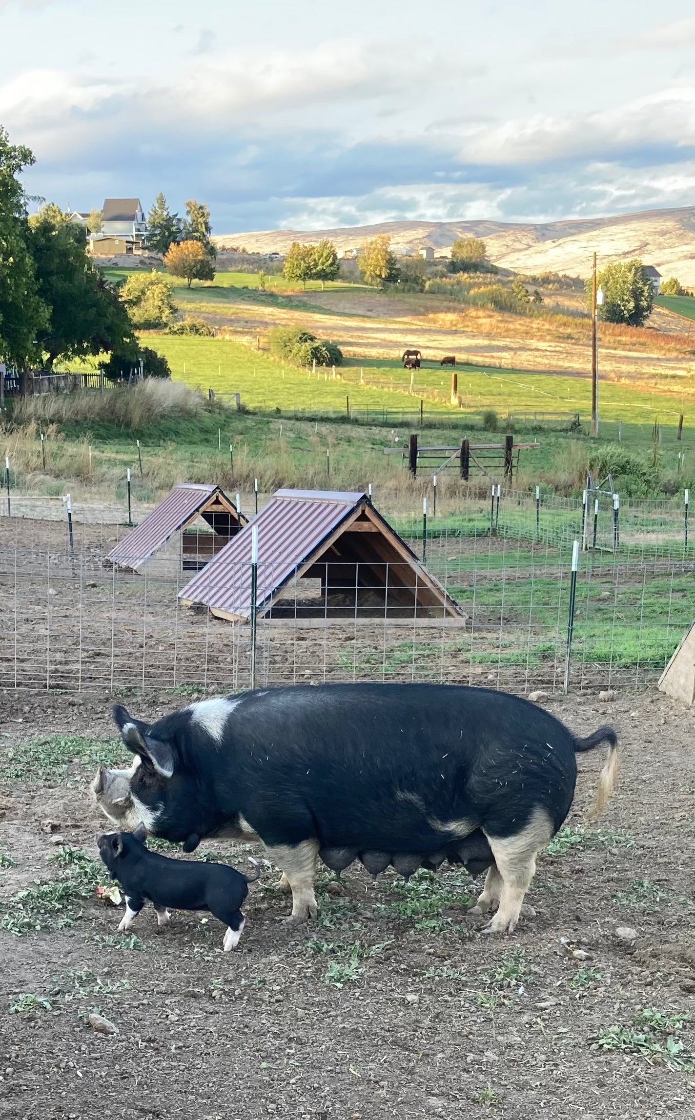 Registered Breed Quality Stock