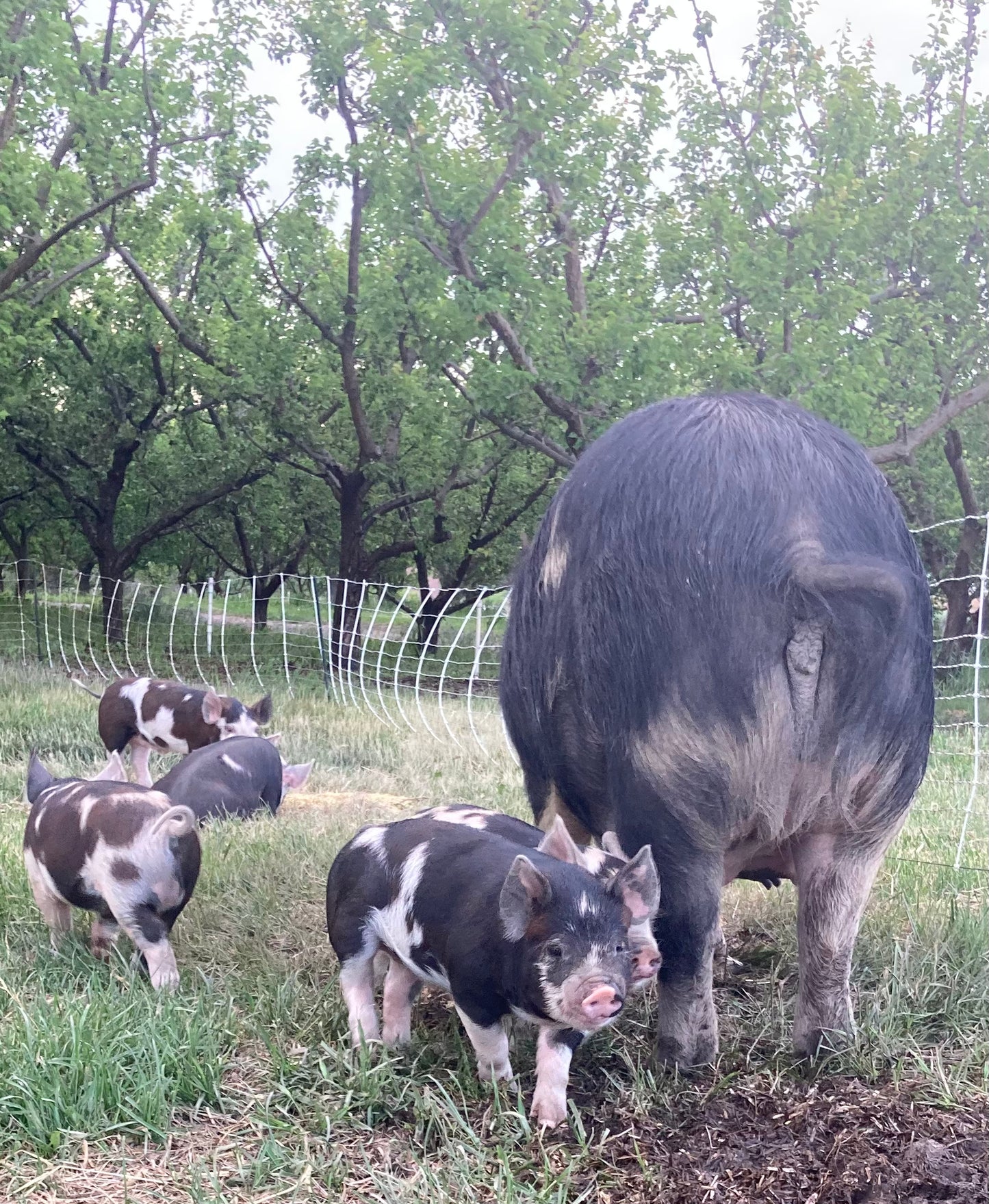 Spring Feeder Barrow Deposit