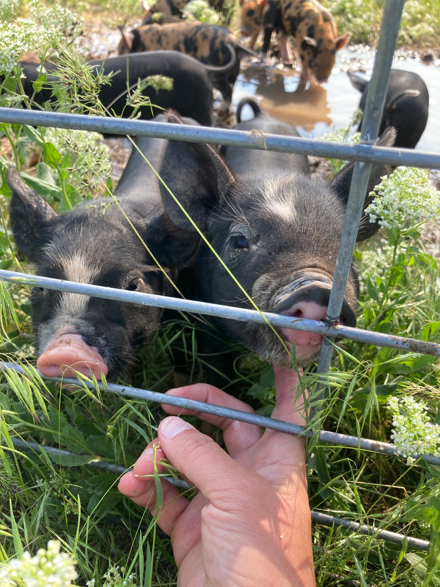 Spring Feeder Barrow Deposit