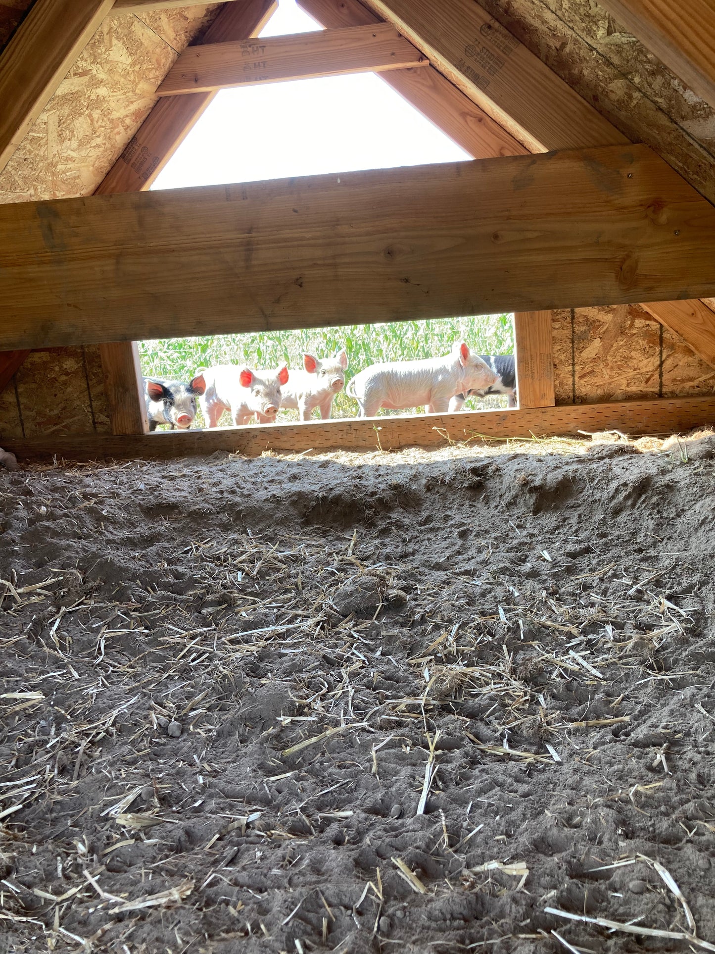 Spring Feeder Barrow Deposit