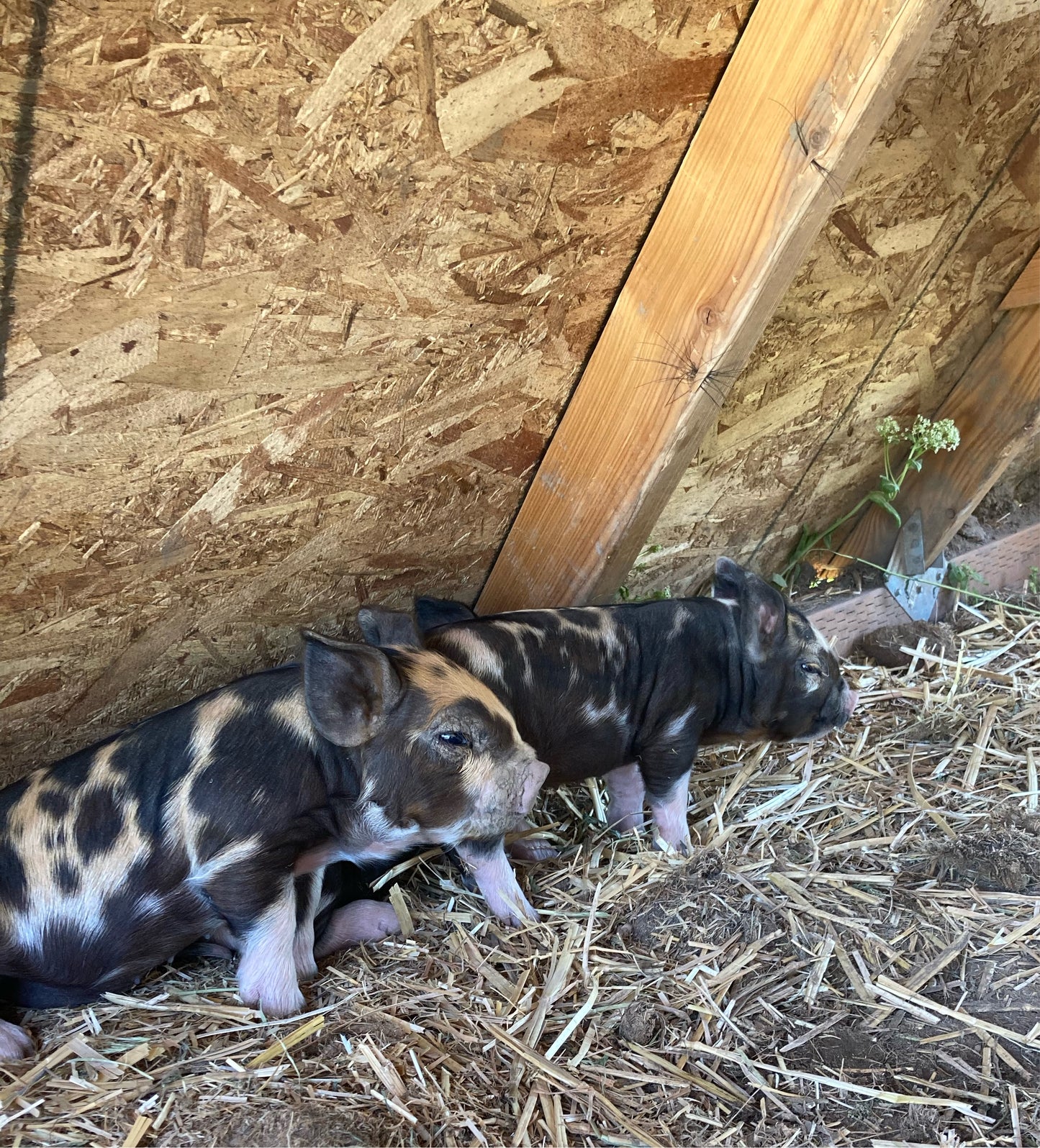 Spring Feeder Barrow Deposit