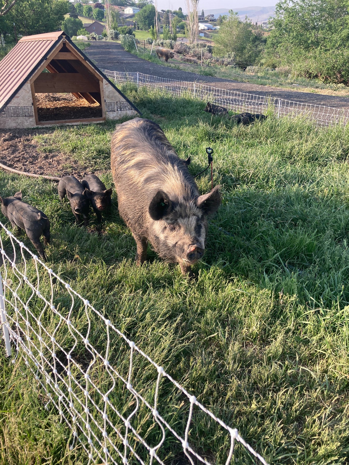 Spring Feeder Barrow Deposit