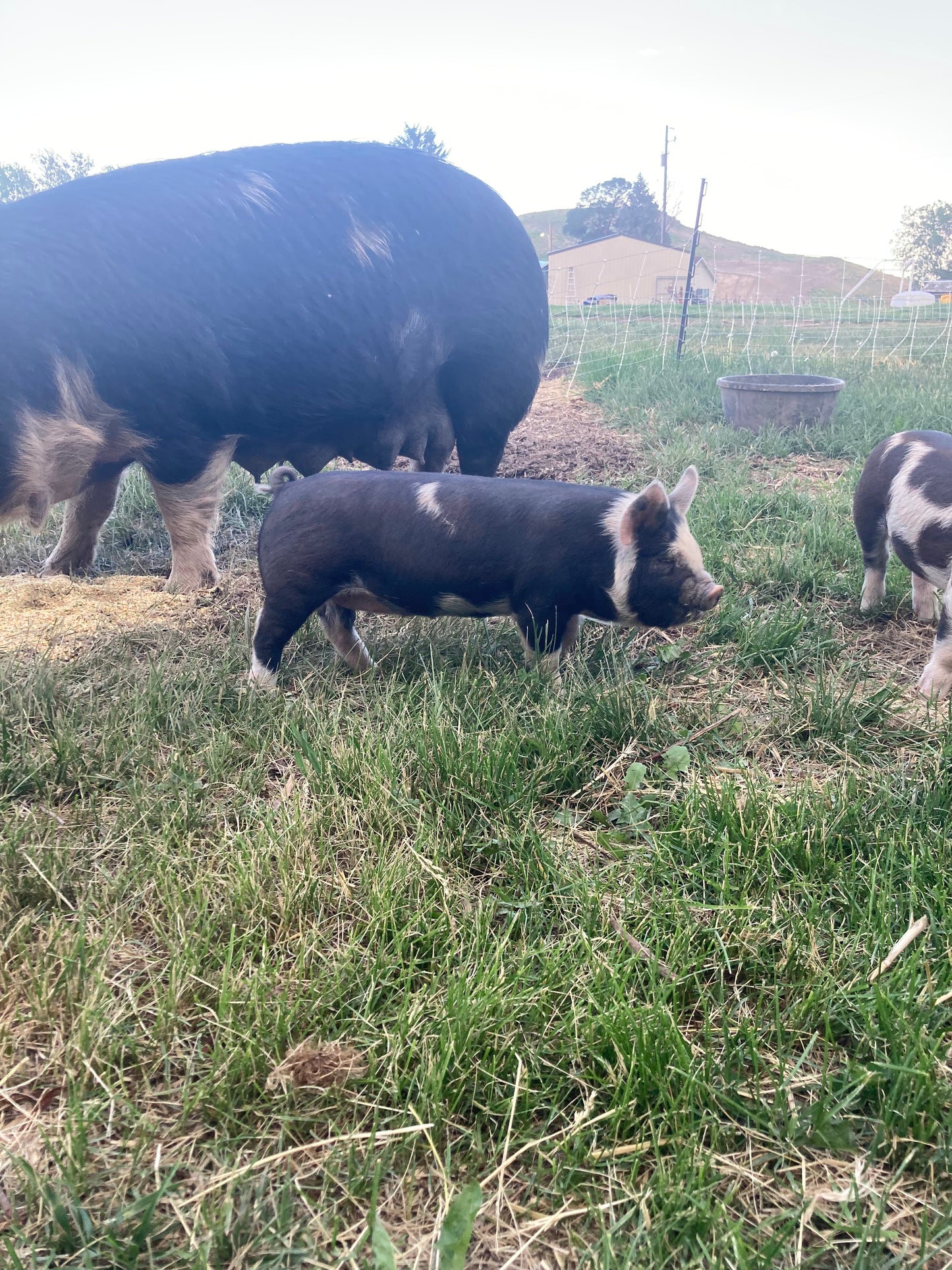 Spring Feeder Barrow Deposit