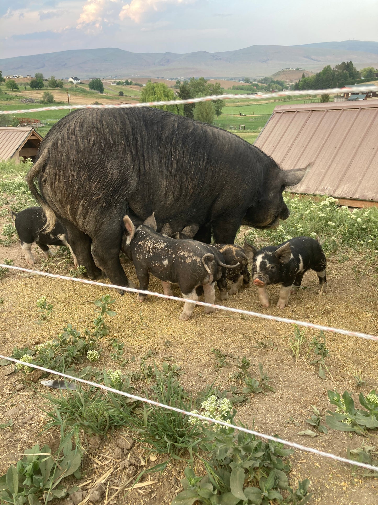 Spring Feeder Barrow Deposit