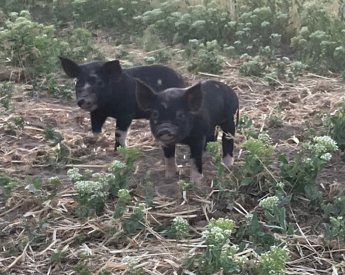 Spring Feeder Barrow Deposit