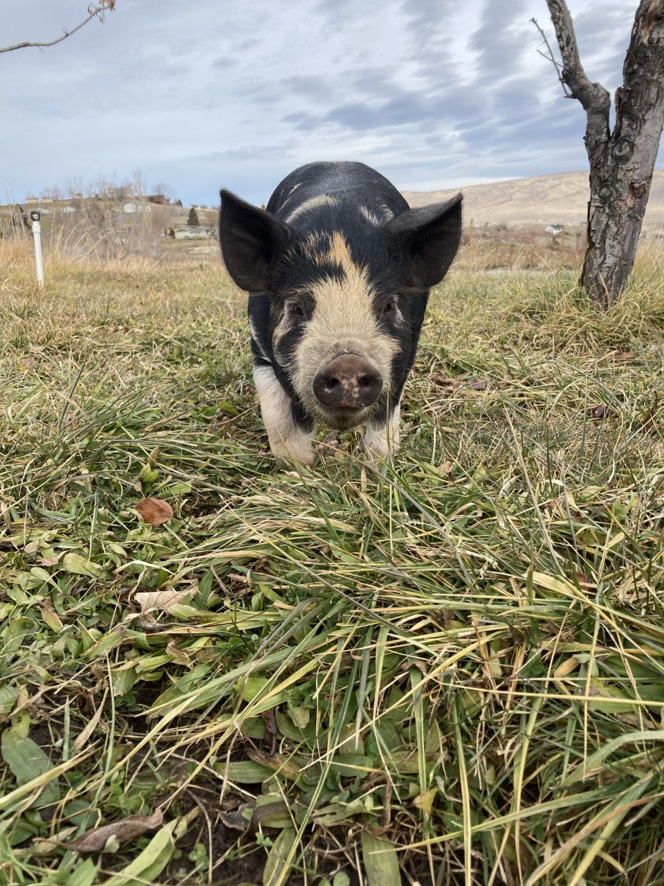 Fall Feeder Barrow Deposit